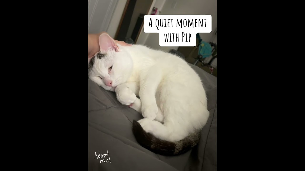 Enlarge PIP, a Adoptable Domestic Short Hair in Philadelphia, PA video 2/6