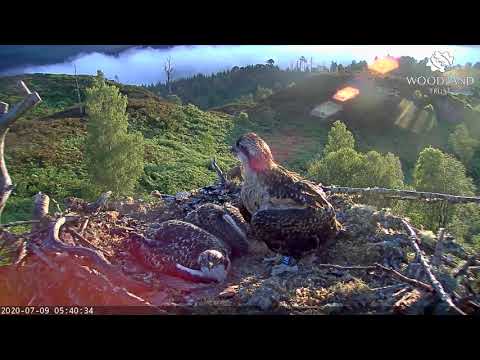 Arkaig osprey chicks are growing up - sweet moment on nest - Loch Arkaig Osprey Cam (2020)