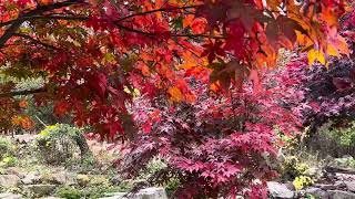 비룡산장 thumbnail
