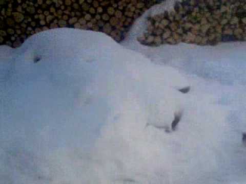 NERO cainele cel mai mare de la Iorcani