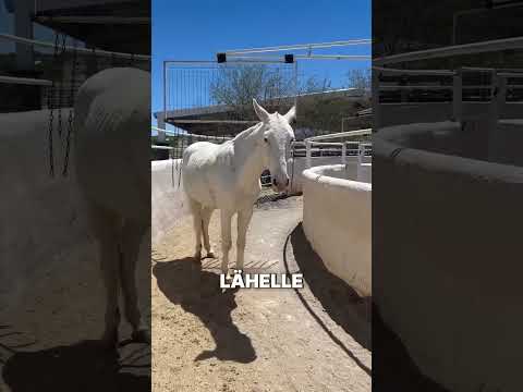 Tämä hevonen keksi huijauskoodin 🤣🐴
