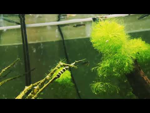 Forktail rainbowfish guide