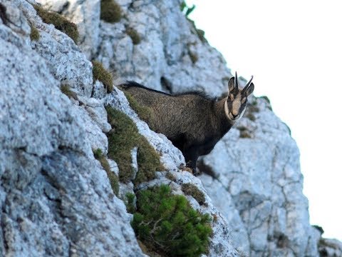 Gamsbrunft im Nationalpark Kalkalpen - geführte Tour