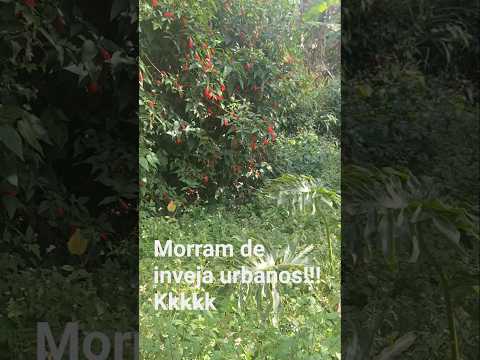 aqui em Paty do alferes têm de tudo! vida no interior é bom demais.