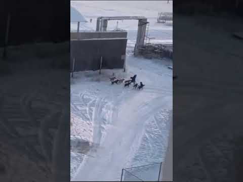 В Якутске стая собак напала на женщину В Якутске стая собак напала на женщину