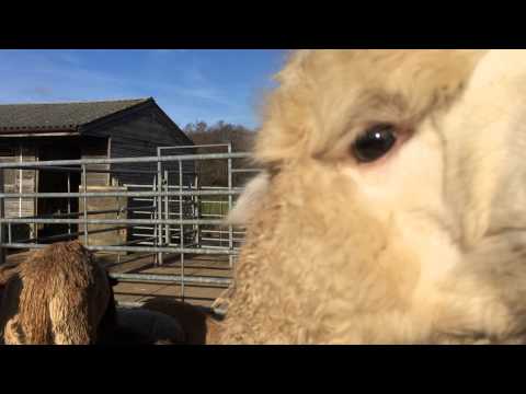 Needy baby Alpaca makes noises! CUTE!