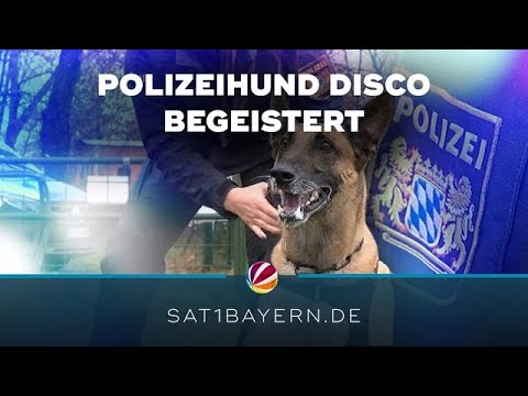 Münchens Super-Spürnase: Polizeihund Disco begeistert im Dienst und privat