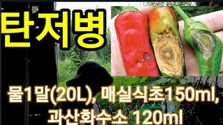 장마철 고추 탄저병 막자! Let's stop the anthrax pepper in the rainy se…