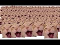 Cat Laughing At You X10000000
