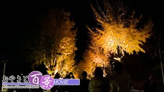 「親里大路のイチョウ並木」『おやさと百景』(97)