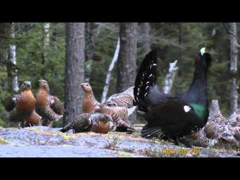 One Capercaillie and 23 female
