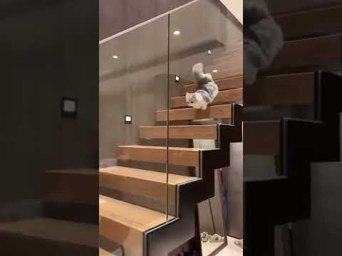 A Beautiful Cute Kitten Cat is Runnig on The Stairs | Funny Cats Videos