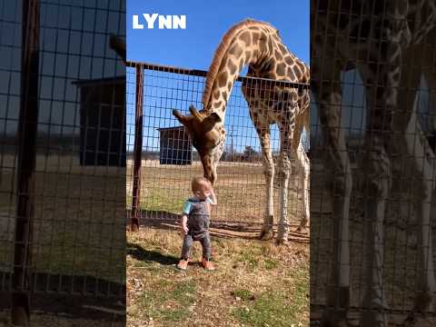เกิดมาก็สูงเกือบ 2 เมตรแล้ว... แต่ยังง่วงจนคอโยกอยู่เลย 😭🦒#ยีราฟ #ลูกยีราฟ #Giraffe #shorts