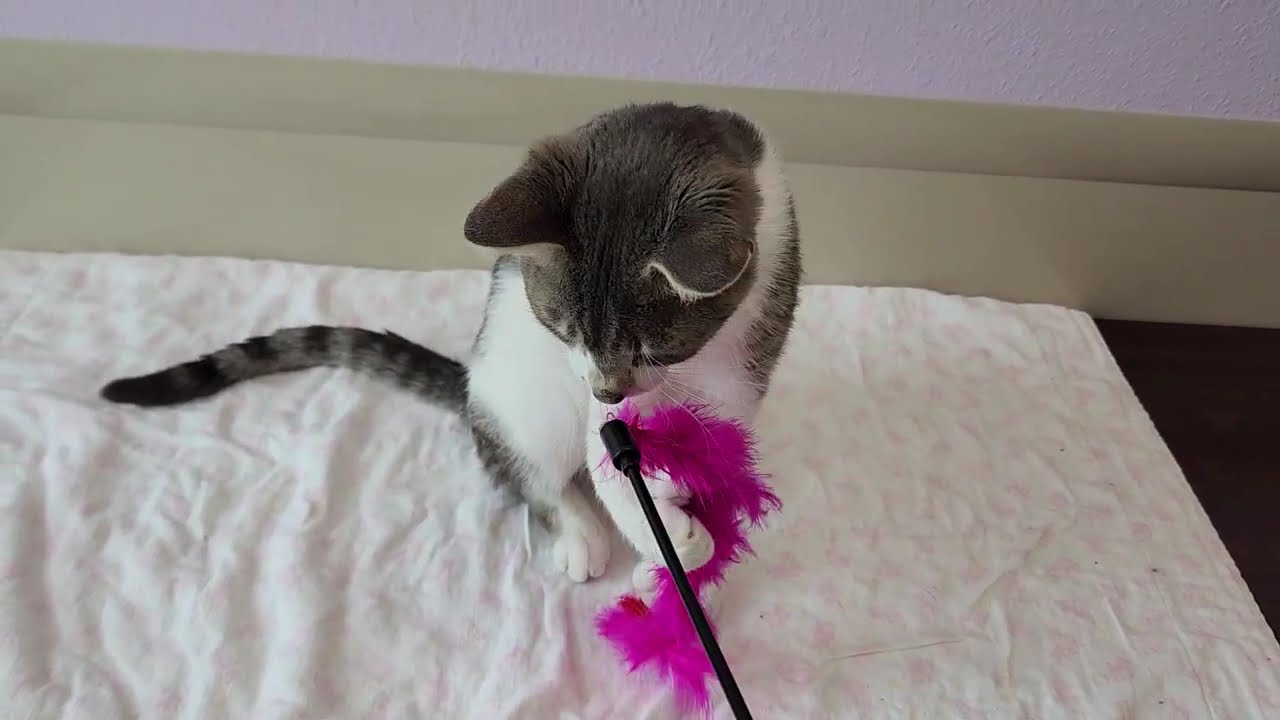 Enlarge Fingies, a ADOPTABLE Domestic Short Hair in Marshfield, WI video 6/6