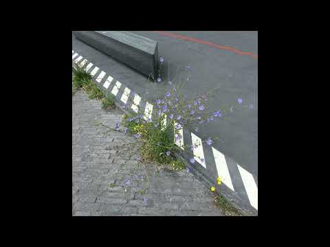 upsammy - Flutter (DKMNTL087)