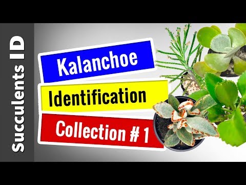 Kalanchoe szemölcsök