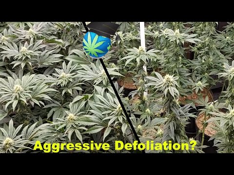 YouTube video about: How late in flower can you defoliate?