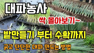 대파밭 밑거름 만들기부터 대파심는방법 웃거름 굵고 단단하게 키우는 방법 대파수확까지 대파농사 몰아보기 #대파…