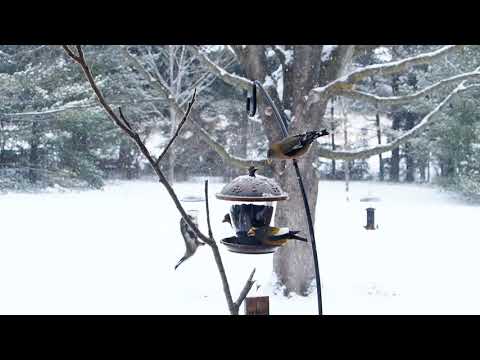 Evening Grosbeaks at the Feeder