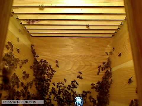 Life inside the beehive part 1 / Livet i bikupan del 1
