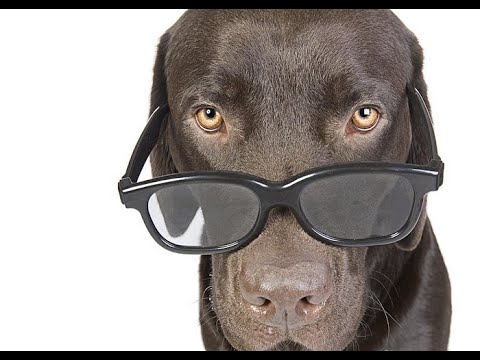Cute and Funny Labrador Compilation