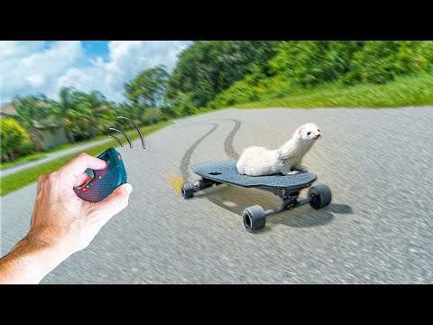 MY FERRET'S FIRST TIME RIDING AN ELECTRIC SKATEBOARD