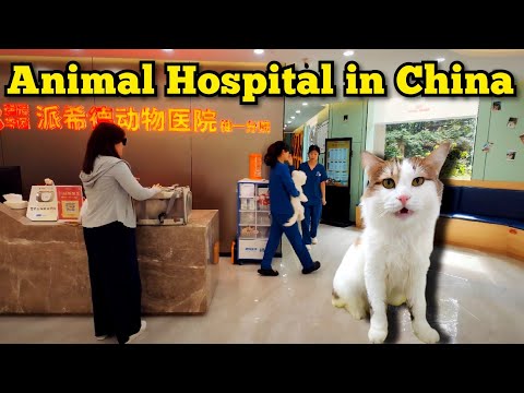 Animal Hospital in China｜Hangzhou｜#cat #catlover