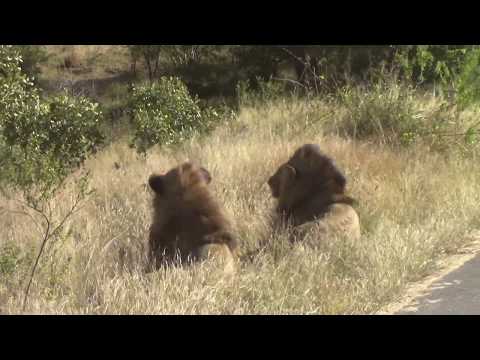 Two beautiful male lions relax. Kruger National Park