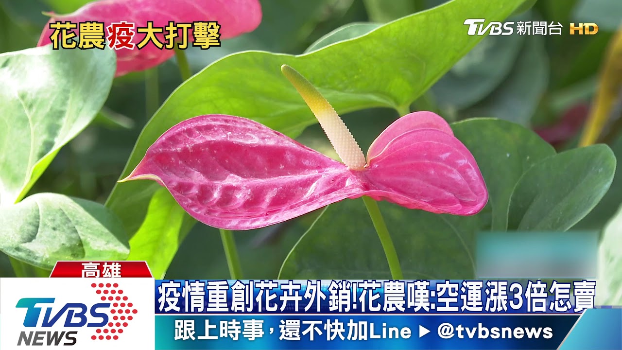 疫情重創花卉外銷！　花農嘆：空運漲3倍怎賣