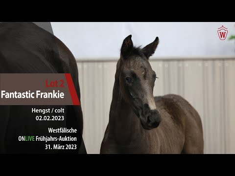 ONLIVE Frühjahrs-Auktion Fohlen Lot 2 Fantastic Frankie Hengst v. Frankie Lee - De Niro