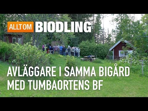 , title : 'Avläggare i samma bigård - Tumbaortens Biodlareförening'