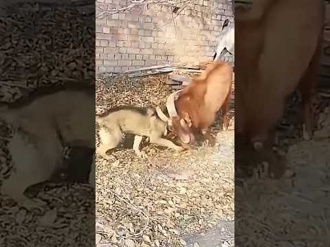 Dog 🐕 and goat 🐐 fight  sound short video #fight #short #dog #goat #trending #viral #amazing #sound