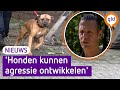Waarom bijten honden hun eigen baasje?