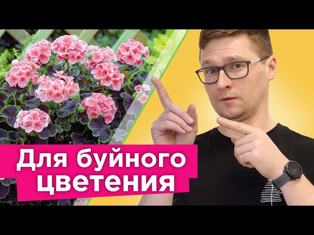 ВТОРАЯ ЖИЗНЬ ГЕРАНИ! Как обрезать пеларгонию весной, чтобы она одарила вас роскошным цветением?