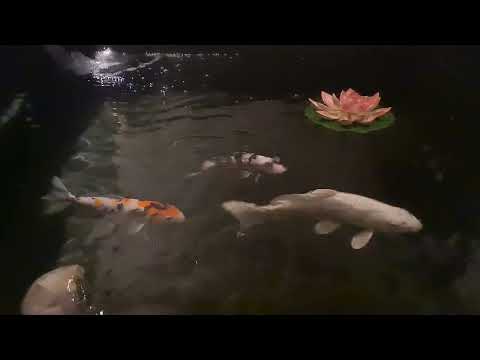 Meditation music, tranquil running water, koi swimming relaxingly. Elevate mind and body.