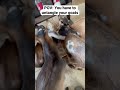Untangling Baby Goats