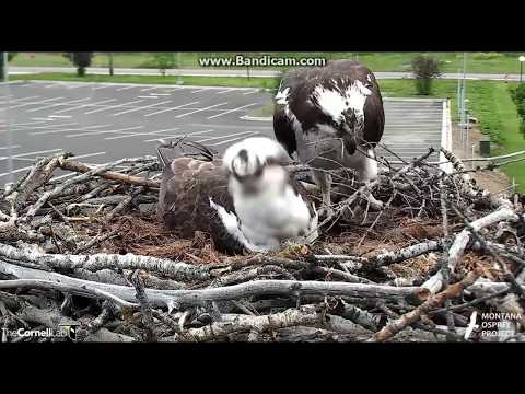 Iris Gets Her Way - Osprey nest - Hellgate, MT - June 2, 2017