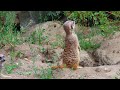 The Meerkat Suricata Suricatta Or Suricate