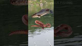 Download lagu Umpan Mancing Ikan Gabus Paling Jitu mp3