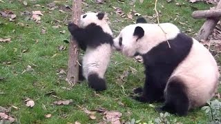 Cute alert！Panda mom loves her cub too much to let her climb a tree