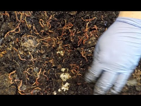 71- and 35-day red wiggler worm bins fed - vermicomposting