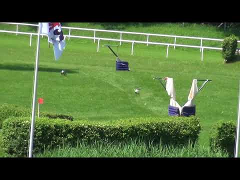 Coursing Argovia 2018 Whippet Dishita Janis 2