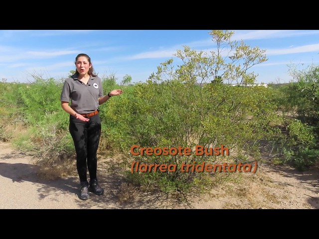 Vidéo Prononciation de creosote bush en Anglais