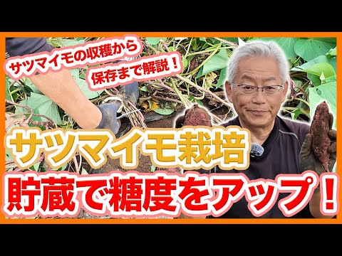 花のサツマイモ