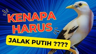 Download lagu WHY WHITE STARLING??? mp3