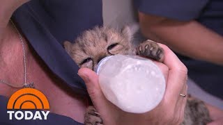 Meet The Woman Fighting To Save Endangered Cheetahs From Extinction | TODAY