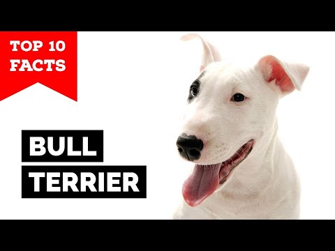 Bull Terrier - Top 10 Facts