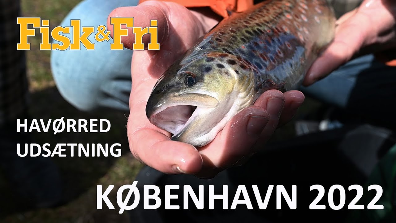 HAVØRREDUDSÆTNING – KØBENHAVN 2022
