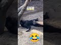 Funny Gorilla Moments Video #funnygorilla #gorilla #shorts #viral #youtubeshorts #short #youtube