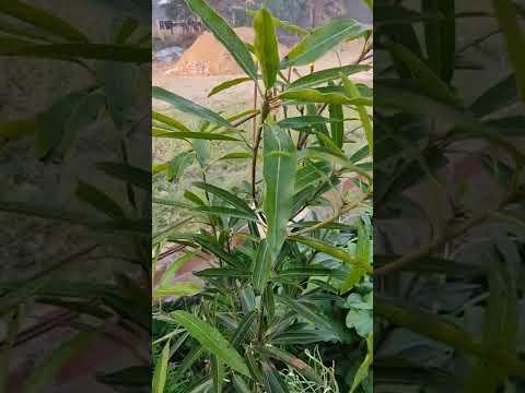 #Alphonso mango tree#dwarf variety#indoor garden#nature#Nature's Clicked#shorts